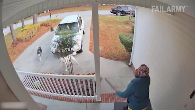Bear Attacks Man - Best Fails Of The Week