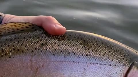 Do any other trout fight as hard as a big rainbow