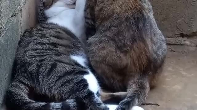 CAT LOVE