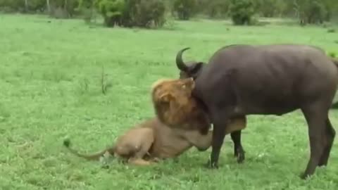 Extremely rare! Male lion attack on Baffalo