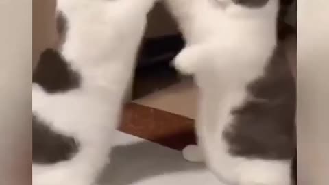 #Animal's_Funniest_Moments part 3