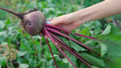 Benefits of Beetroot: Nature's Superhero - For Healthy Heart & Brain