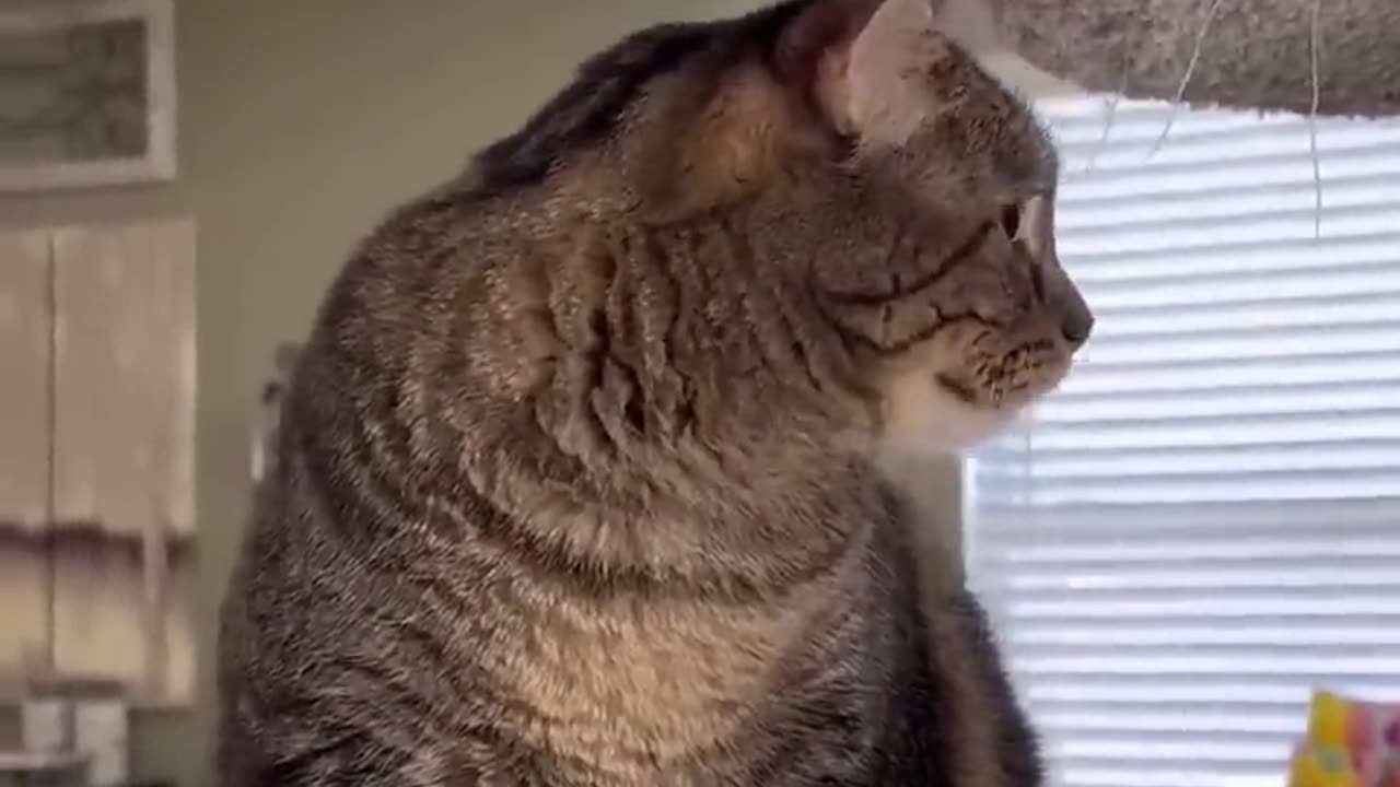 I_can’t_believe_Penny_won’t_dance_in_the_rain_with