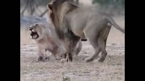 Why lionesses fail to protect their cub against male lions