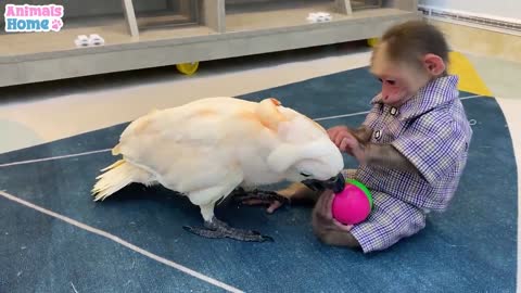 BiBi plays happily with Ruby parrot_p2