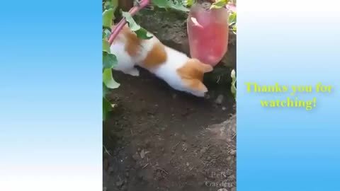 Funny Animals Compilation Cute Pets Funny Video