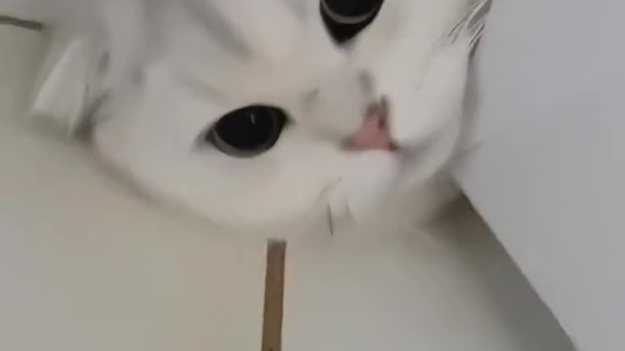 Cute cat talking looking pretty