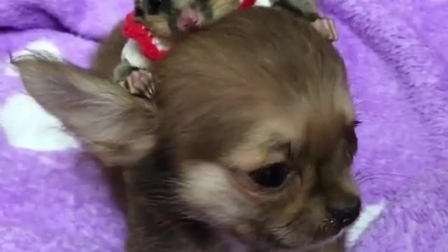 To report, the dog's daily routine