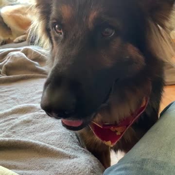 Shepherd’s Subtle Message