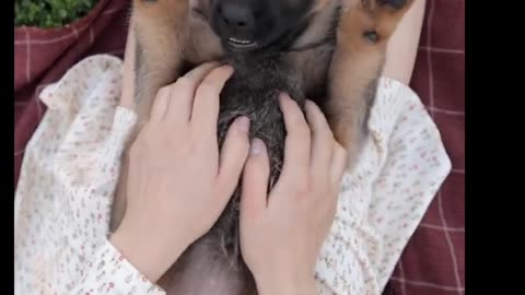 Cute German Shepherd Puppy