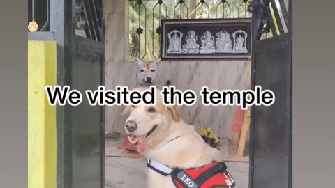 Dog Temple in India