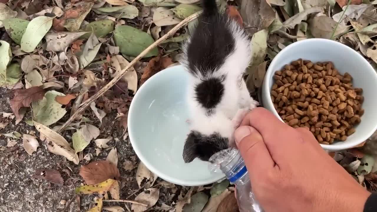 Siberian cat does back flips when instructed