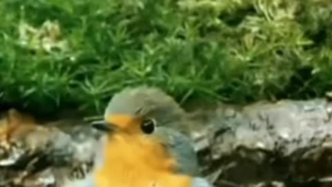 A innocent little bird in happy mood