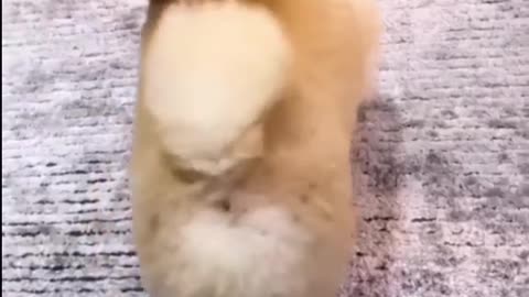 😂Amazing Funny videos with pets 😇