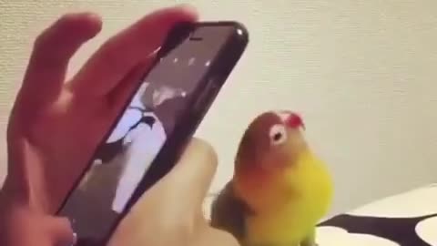 Funny birds