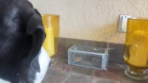 Funny Great Dane Is More Interested In Mouse Than Garfield Cat