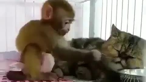 Cute little animals