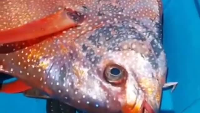 Fishing to get unique and expensive fish species