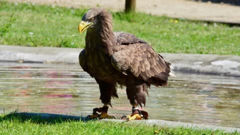 BALD EAGLE VS GOLDEN EAGLE - Which is more powerfull?