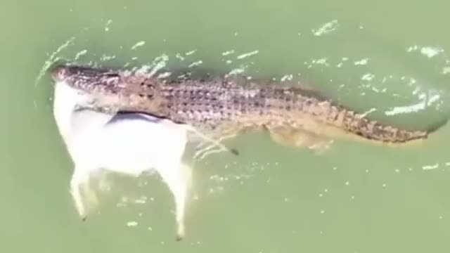 Crocodile Eat Deer in Ocean
