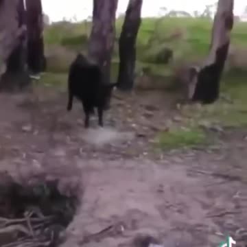 cat and dog funny animals video