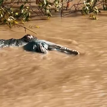 Uh...crocodiles are dangerous
