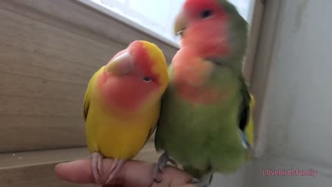 Lovebirds Answer Wild Birds