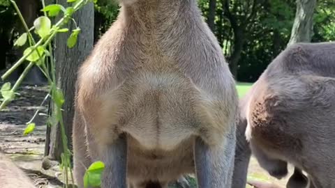 Please call me a smart kangaroo