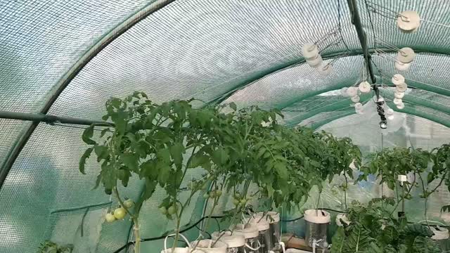 Tomato Update 06-11-2022