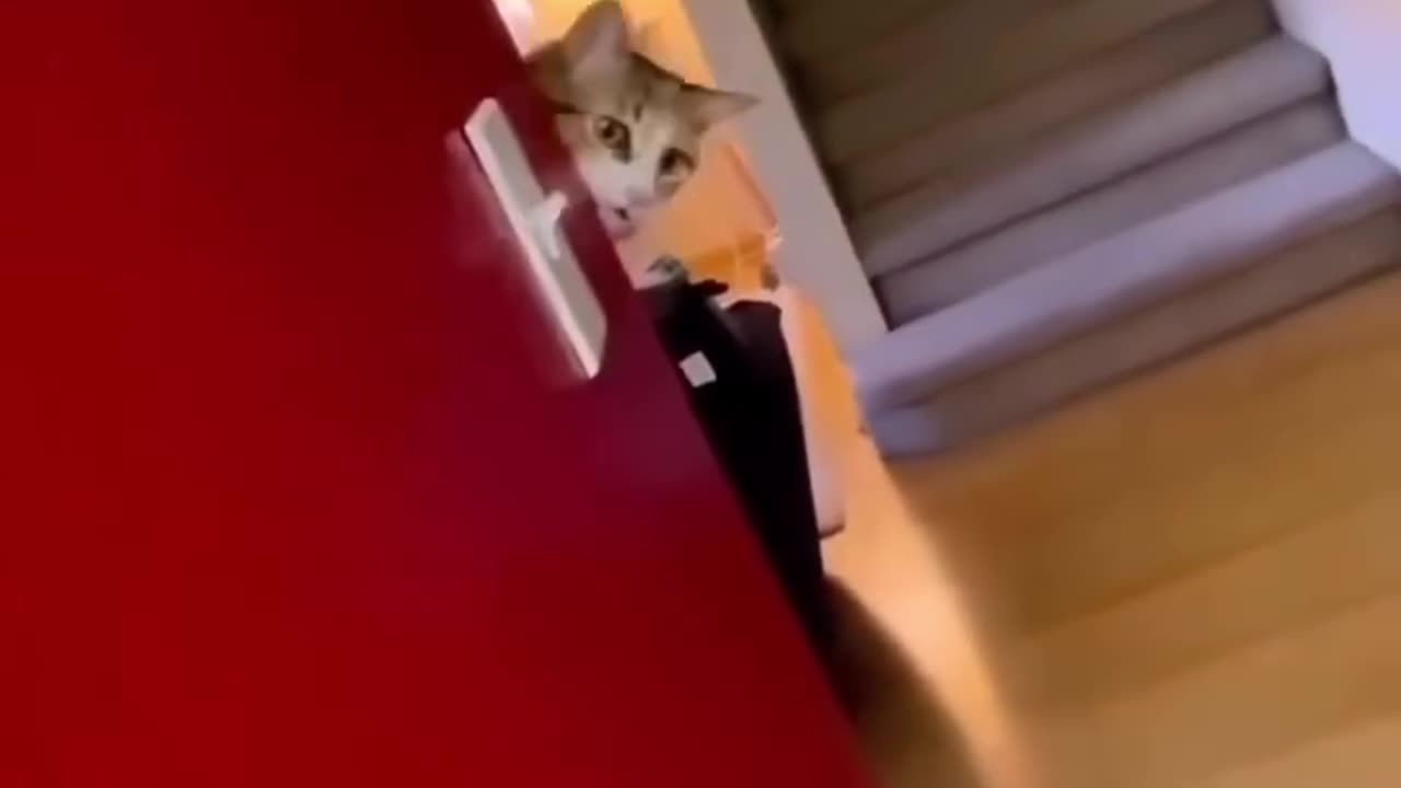 Funny cat 🤣😂😂