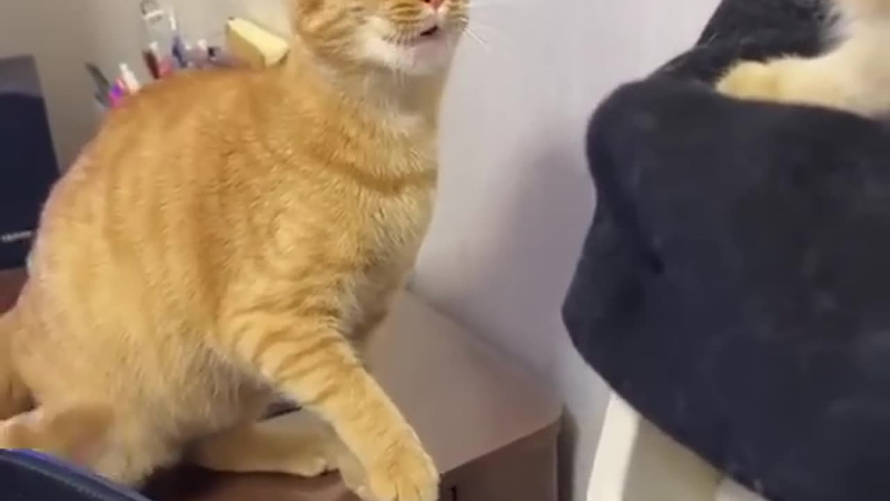 Why do cats do this๐๐