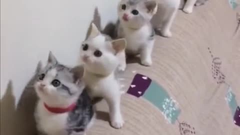 Cute Pet Collection