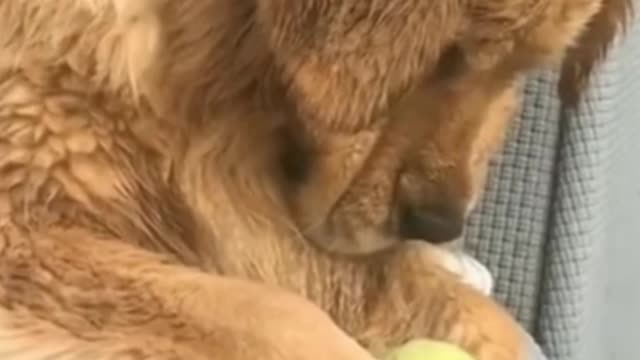 Golden retriever stares the tennis ball as it is meat