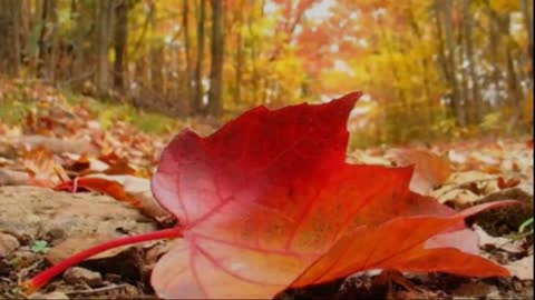 Relaxing Effect of Piano with Autumn