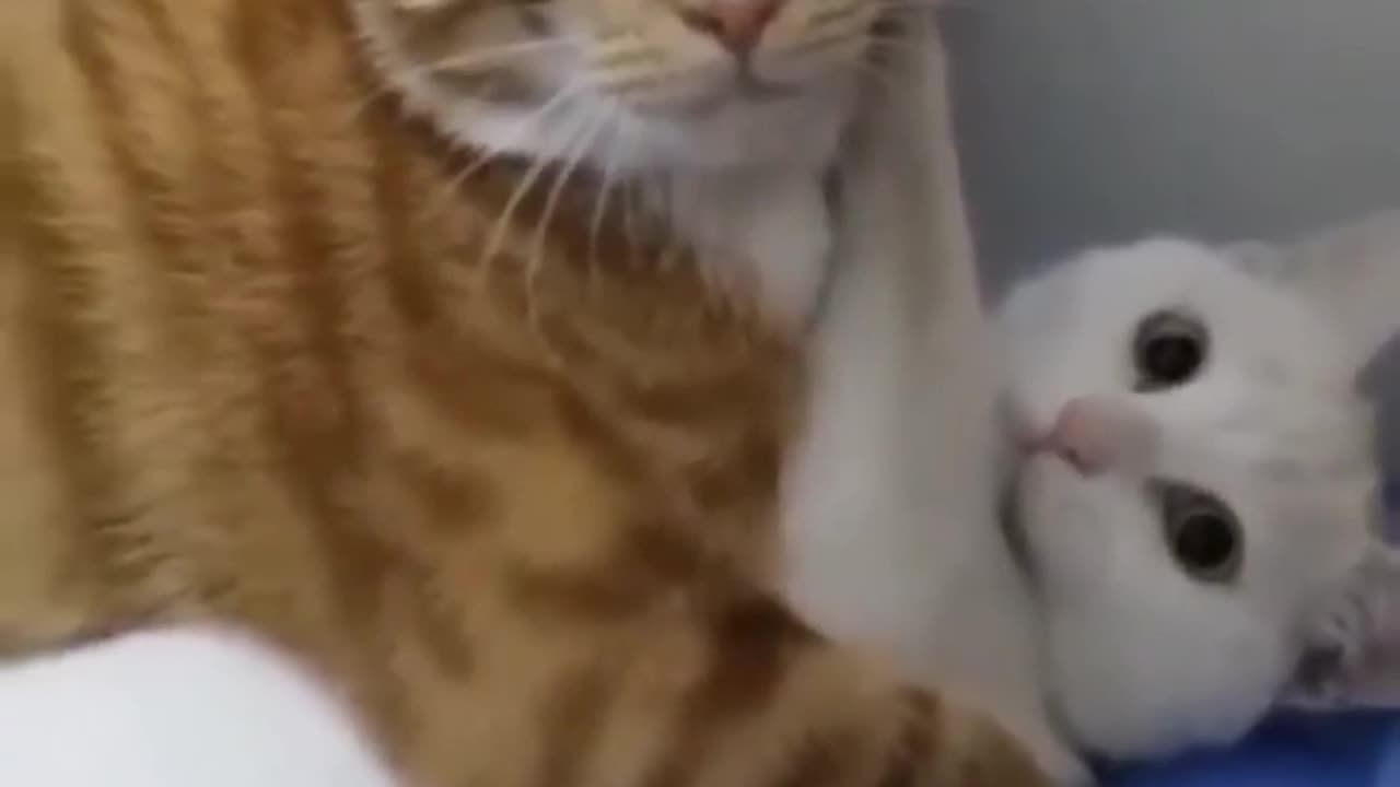 Romantic cat funny video 🤣