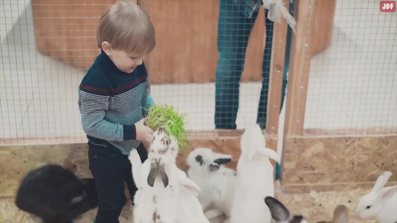 Rabbit Body Language Explained