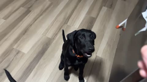 Puppy Nibbles Owner Hand Unintentionally as He Feeds Two