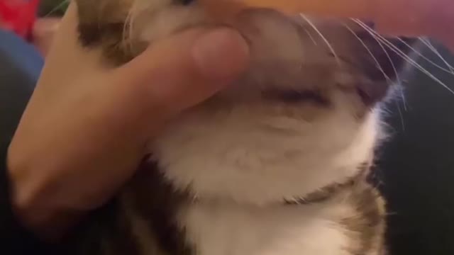 cat behavior is very funny for humans