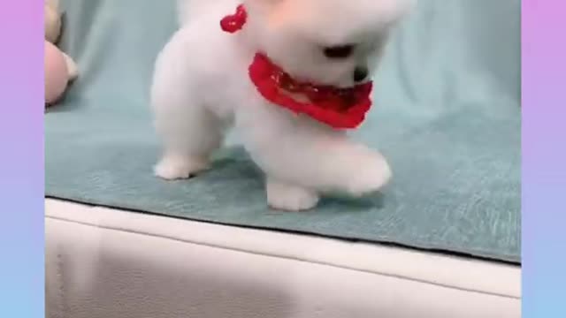 Cute Dog 19