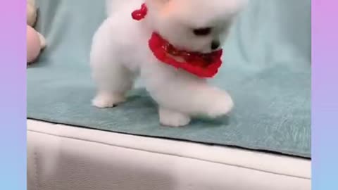 Cute Dog 19