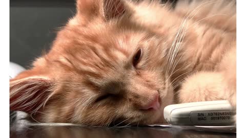 Cat sleeping rest