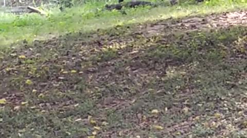 Drunk man jumped in a lion cage (Delhi zoo), What Happend Next?