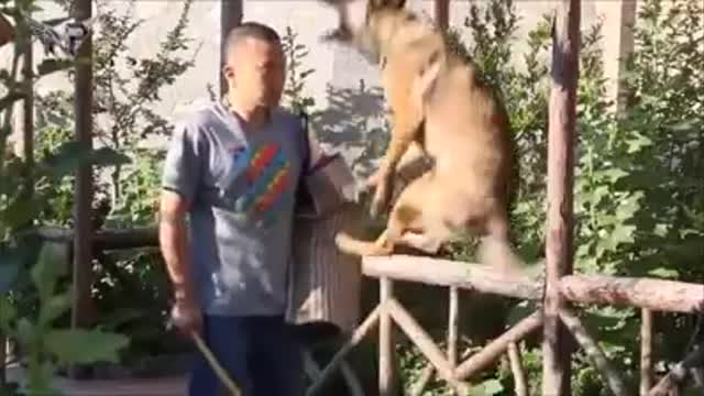 Belgian Malinois
