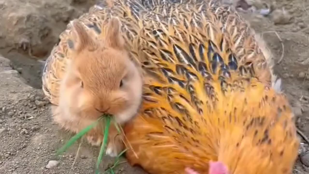 Cute animals videos