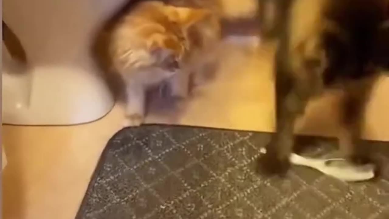 Funny Cat video