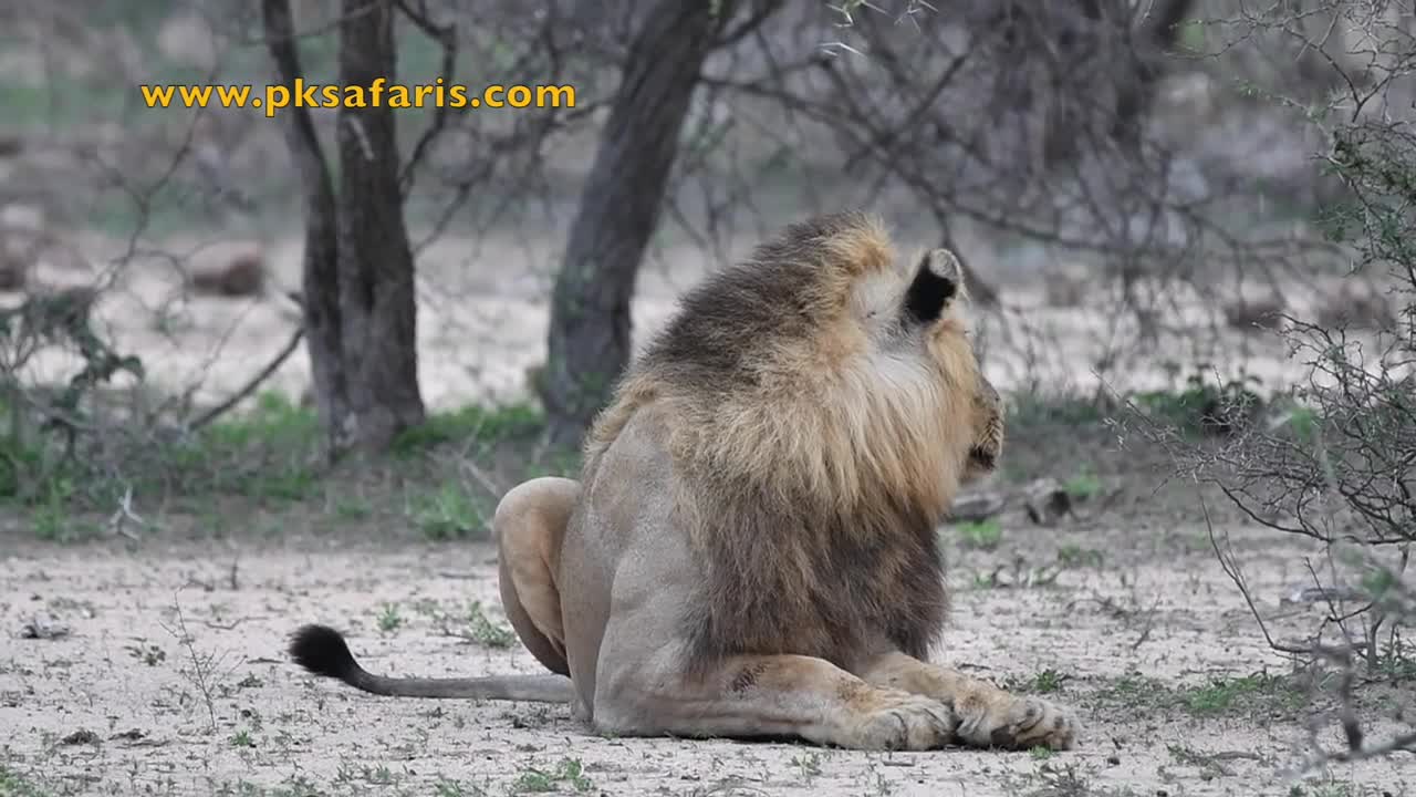 Male Lion roaring, very loud! Starts off very funny...