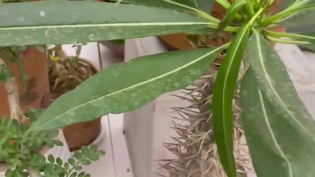 Small potted plant with many needles in the trunk