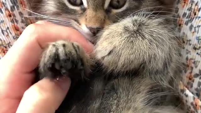 The Best reaction cat Very cute