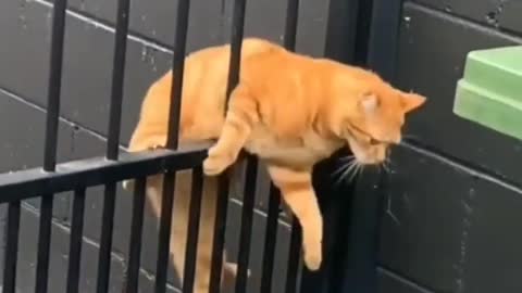 funny cat video