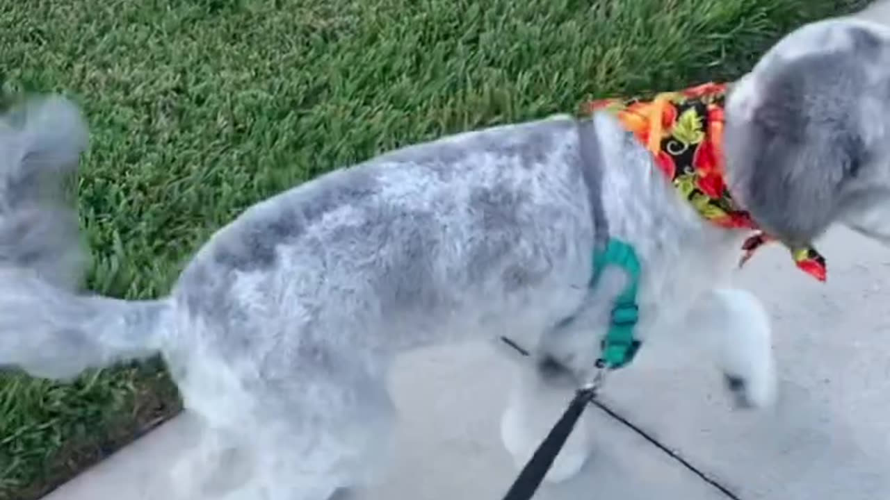 Cutest Cats and Dogs